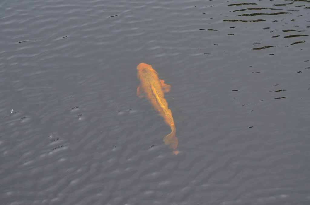 There was plenty of wildlife to see also. This koi had to be over 2' long!