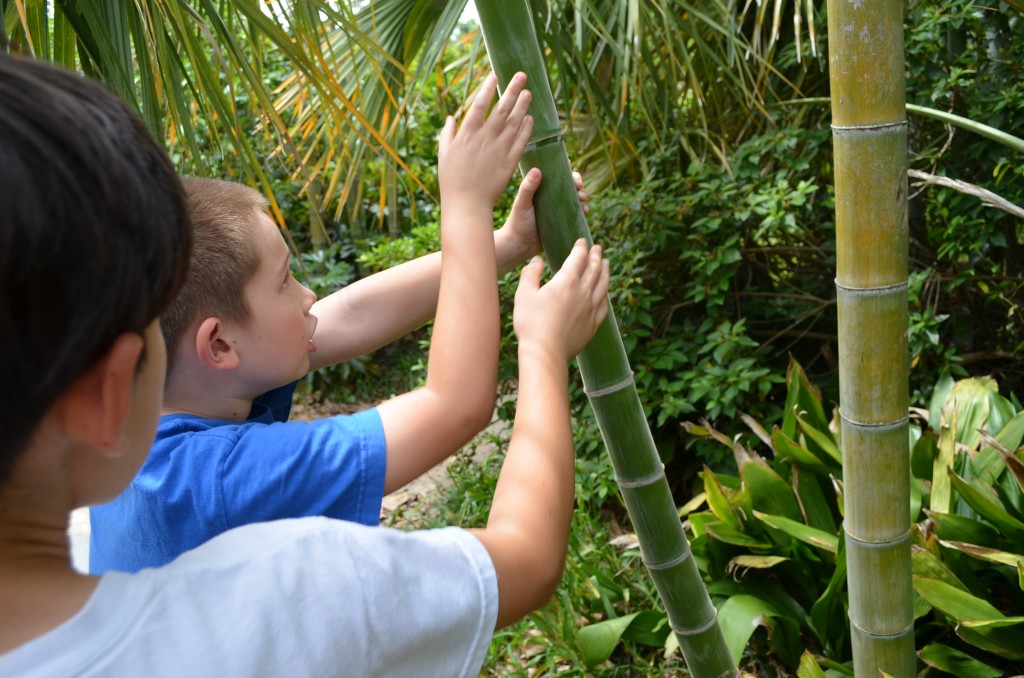 The kids were impressed with the bamboo. They were feeling the velvet-y exterior.