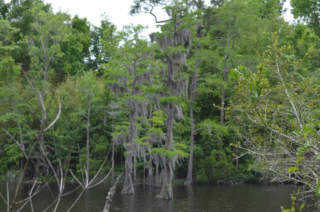 There was a nature walk through a wildlife refuge...I liked the cypress with the Spanish moss.