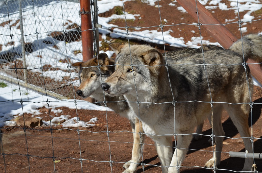 You'll see all of the wolf pictures with the grid of a fence in front of them. You had to pay some big bucks to get better photos.