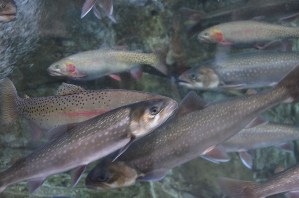 The green cutthroat trout is Colorado's state fish. Read more about it here.