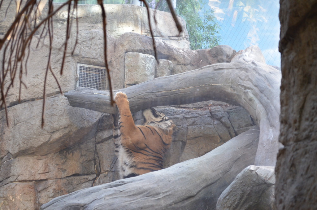 This tiger really liked petting that large wood branch over his head.
