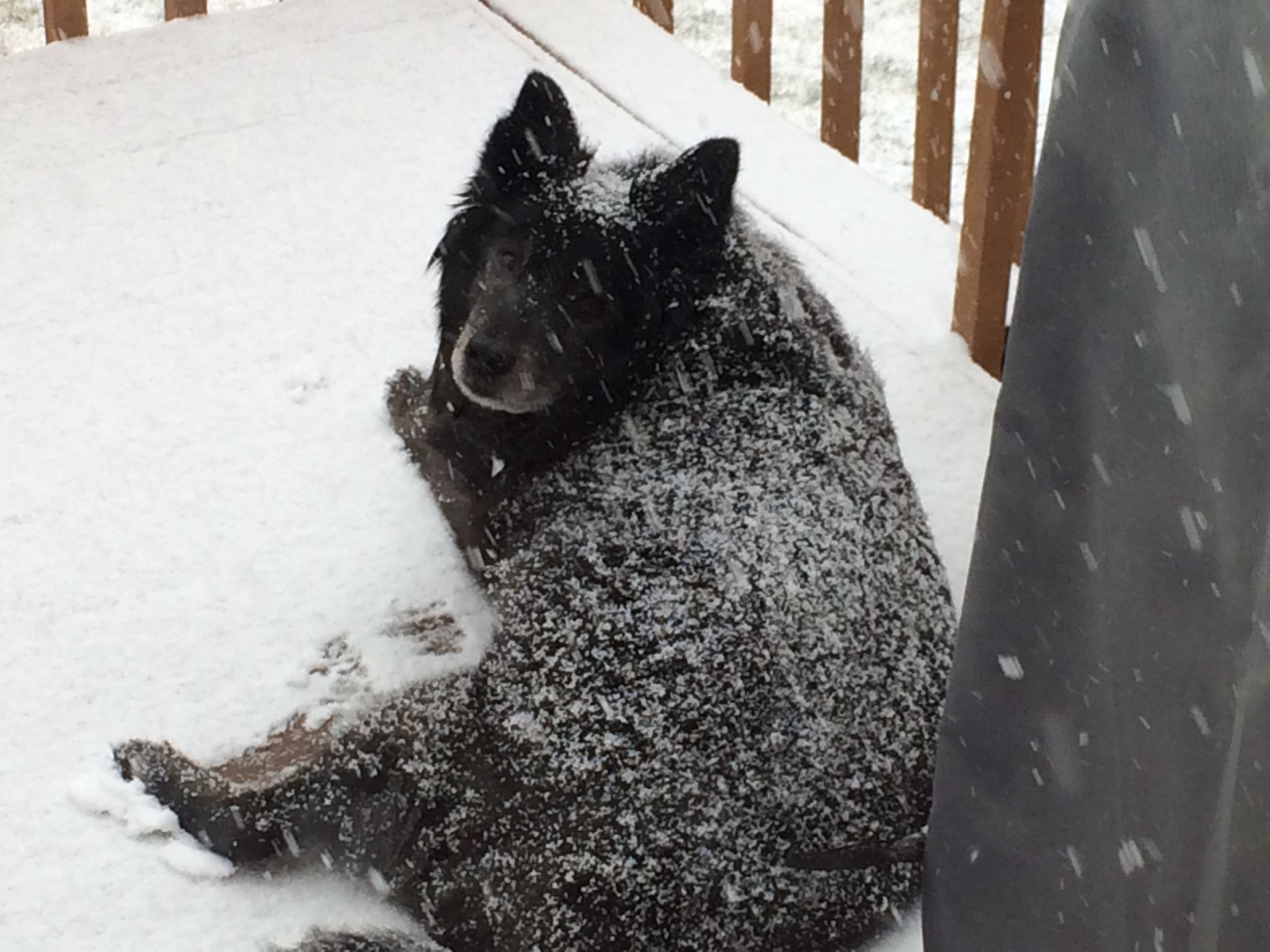 Howie lying in the snow, one of his favorite places to be. This was taken on April 13th. The last picture I took of him.